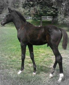 Darq Sultan's Jay Jay Colt for Sale