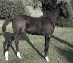 Darq Sultan's Wizard Colt for Sale